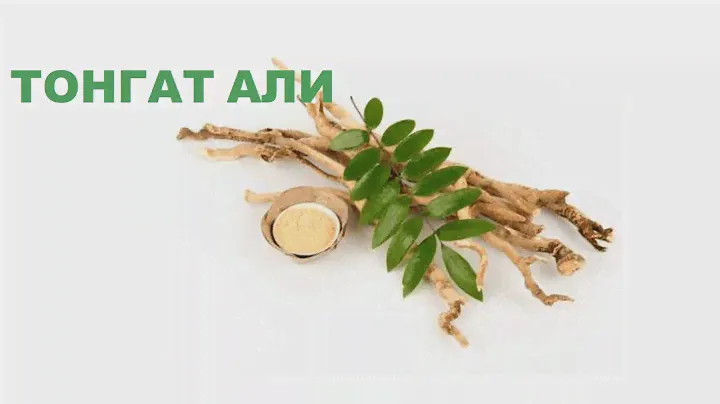ТОНГАТ АЛИ/ МОИ ЛИЧНЫЕ ОЩУЩЕНИЯ